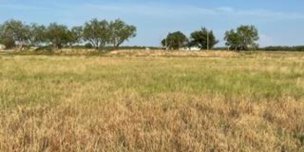 Listing image 113891-0